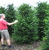 Taxus baccata